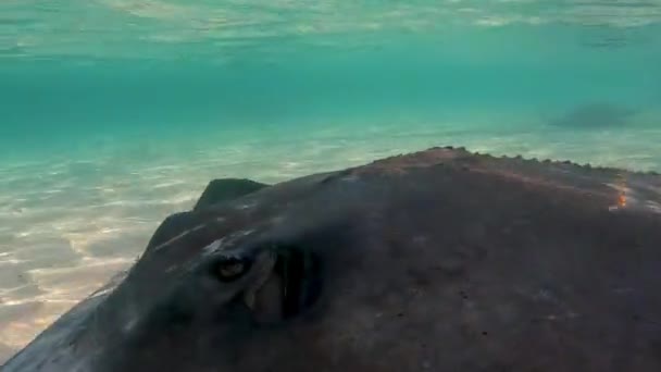 Video Southern Stingrays Hypanus Americanus South Bimini Bahamas — Vídeo de Stock