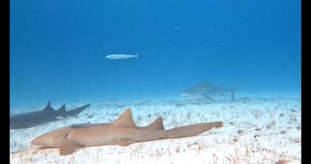 Video Tiger Shark Galeocerdo Cuvier Bimini Bahamas — Stock videók