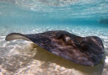 Southern Stingrays (Hypanus americanus) in shallow water in South Bimini, Bahamas