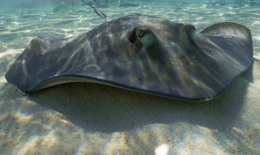 Southern Stingrays (Hypanus americanus) in shallow water in South Bimini, Bahamas