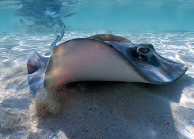 Southern Stingrays (Hypanus americanus) in shallow water in South Bimini, Bahamas