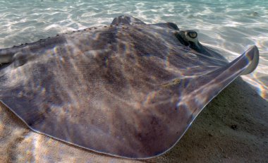 Southern Stingrays (Hypanus americanus) in shallow water in South Bimini, Bahamas