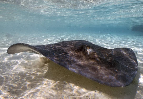 Southern Stingrays (Hypanus americanus) in shallow water in South Bimini, Bahamas