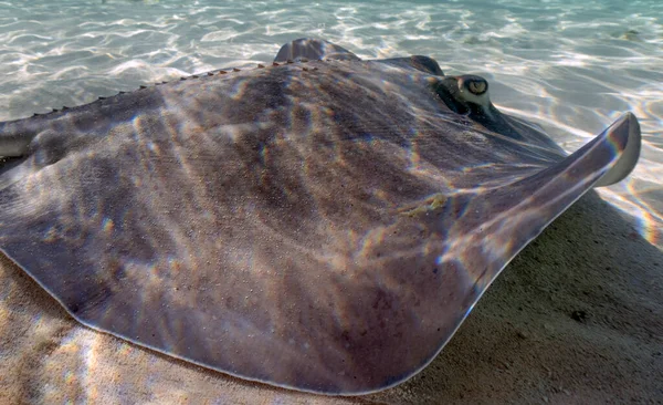 Southern Stingrays (Hypanus americanus) in shallow water in South Bimini, Bahamas