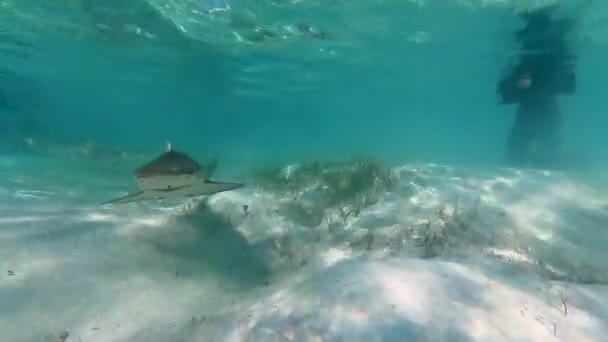 Video Lemon Sharks Negaprion Brevirostris Shallow Water North Bimini Bahamas — Vídeos de Stock
