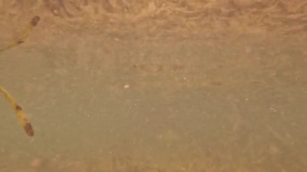 Kuzey Bimini Bahamalar Daki Mangrovlarda Limon Köpekbalıklarının Negaprion Brevirostris Videosu — Stok video