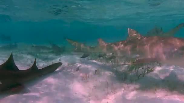 レモンサメの4Kビデオ ネガプリオン略称 バハマの北ビミニの浅瀬で — ストック動画