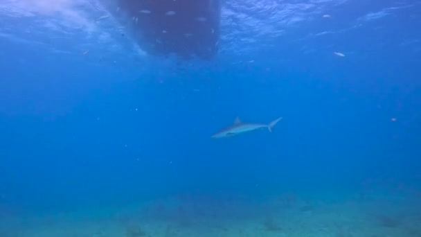 Video Caribbean Reef Shark Carcharhinus Perezii Bimini Bahamas — Video