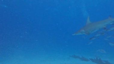 4k video of a Great Hammerhead (Sphyrna mokarran) in Bimini, Bahamas