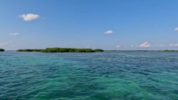 Video Mangroves North Bimini Bahamas — Video Stock