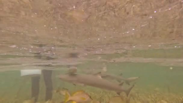 Video Juvenilní Lemon Sharks Negaprion Brevirostris Mangroves Severu Bimini Bahamy — Stock video