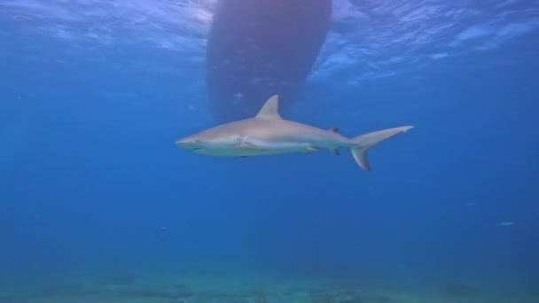 Video Caribbean Reef Shark Carcharhinus Perezii Bimini Bahamas — Wideo stockowe