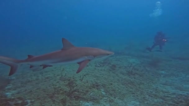 Video Caribbean Reef Shark Carcharhinus Perezii Bimini Bahamas — Video
