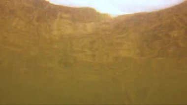 4k video of juvenile Lemon Sharks (Negaprion brevirostris) in the mangroves of North Bimini, Bahamas