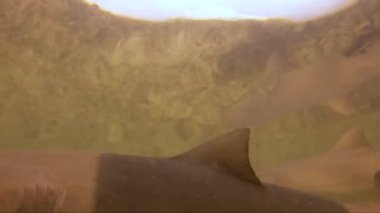 4k video of juvenile Lemon Sharks (Negaprion brevirostris) in the mangroves of North Bimini, Bahamas