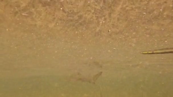 Відео Про Молодих Лимонних Акул Negaprion Brevirostris Манграх Північного Біміні — стокове відео