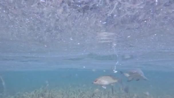 Video Juvenile Lemon Sharks Negaprion Brevirostris Mangroves North Bimini Bahamas — ストック動画