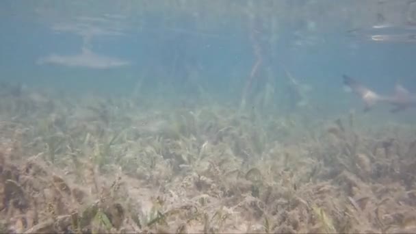 Video Juvenile Lemon Sharks Negaprion Brevirostris Mangroves North Bimini Bahamas — Stock Video