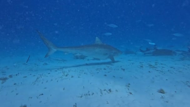 Video Tiger Shark Galeocerdo Cuvier Bimini Bahamas — Stock Video