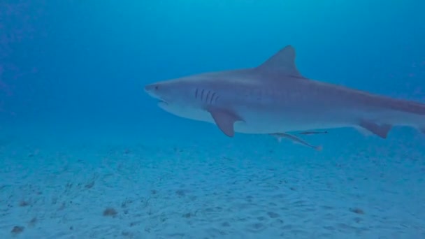 Video Tiger Shark Galeocerdo Cuvier Bimini Bahamas — Stockvideo