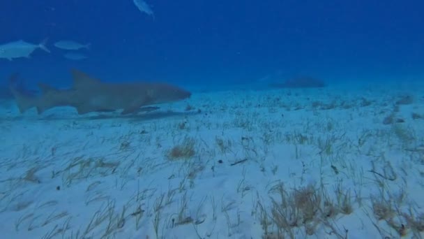 Video Nurse Shark Ginglymostoma Cirratum Bimini Bahamas — Vídeos de Stock
