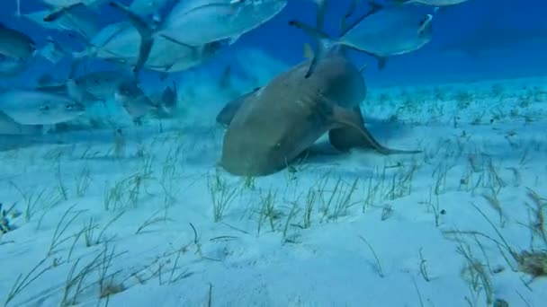 Video Nurse Shark Ginglymostoma Cirratum Bimini Bahamas — Wideo stockowe