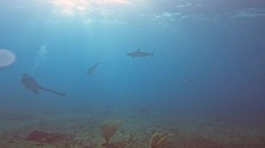 4k video of a Caribbean Reef Shark (Carcharhinus perezii) in Bimini, Bahamas