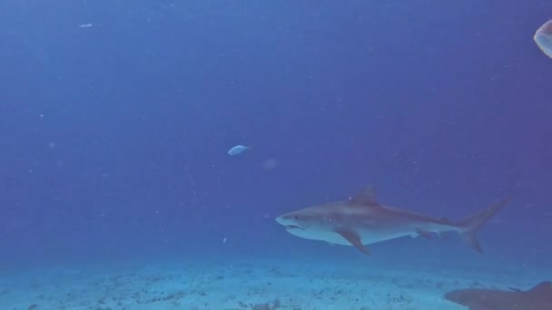 Video Tiger Shark Galeocerdo Cuvier Bimini Bahamas — Vídeo de stock