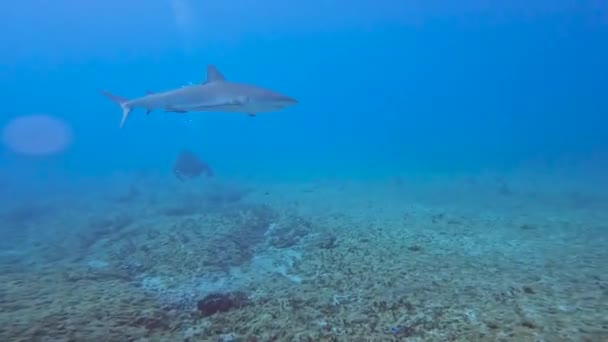 Видео Карибской Рифовой Акулы Carcharhinus Perezii Городе Бимини Штат Бахчисарай — стоковое видео