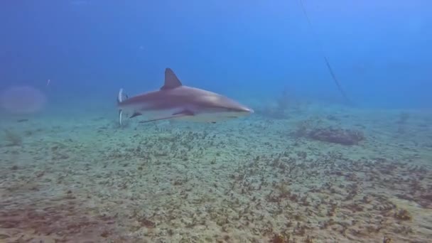 Video Caribbean Reef Shark Carcharhinus Perezii Bimini Bahamas — Stockvideo