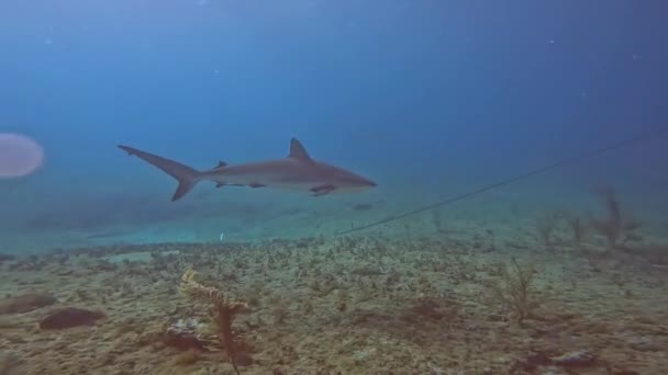 巴哈马比米尼的加勒比珊瑚礁鲨鱼 Carcharhinus Perezii 4K视频 — 图库视频影像