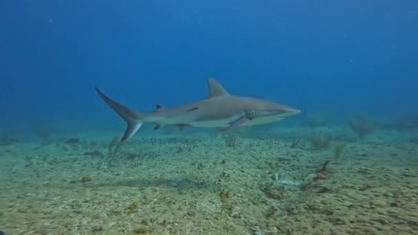 Video Caribbean Reef Shark Carcharhinus Perezii Bimini Bahamas — Vídeo de stock