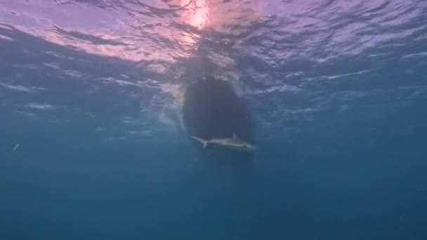 バハマのビミニにあるカリブ海のリーフシャーク Carcharhinus Perezii の4Kビデオ — ストック動画