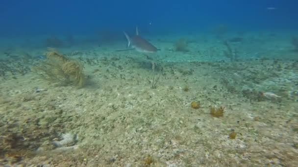 Video Caribbean Reef Shark Carcharhinus Perezii Bimini Bahamas — Wideo stockowe