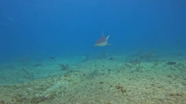 Video Caribbean Reef Shark Carcharhinus Perezii Bimini Bahamas — Vídeo de Stock