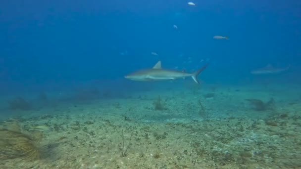 Video Caribbean Reef Shark Carcharhinus Perezii Bimini Багамські Острови — стокове відео