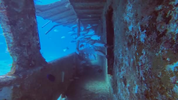 Video Wreck Sherice South Bimini Bahamas — стокове відео