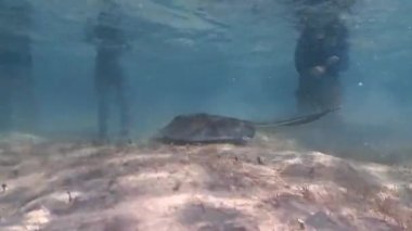 Güney Bimini, Bahamalar 'da sığ sularda 4k Güney Stingray (Hypanus americanus) videosu