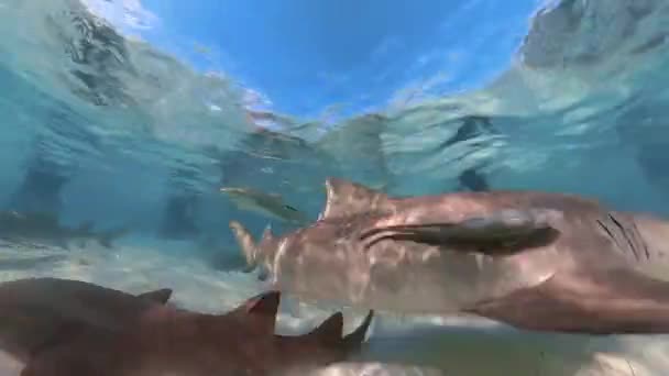 Video Lemon Sharks Negaprion Brevirostris Shallow Water North Bimini Bahamas — Stock videók
