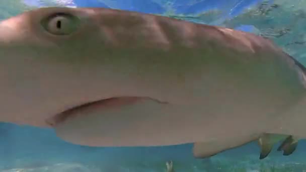 Video Lemon Sharks Negaprion Brevirostris Shallow Water North Bimini Bahamas — Stok video