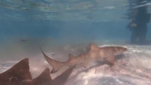 Video Lemon Sharks Negaprion Brevirostris Shallow Water North Bimini Bahamas — 图库视频影像