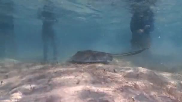 Video Southern Stingray Hypanus Americanus Shallow Water South Bimini Bahamas — Stock videók