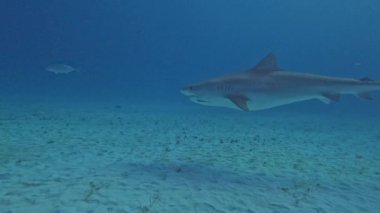 4k video of divers interacting with a Tiger Shark (Galeocerdo cuvier) in Bimini, Bahamas