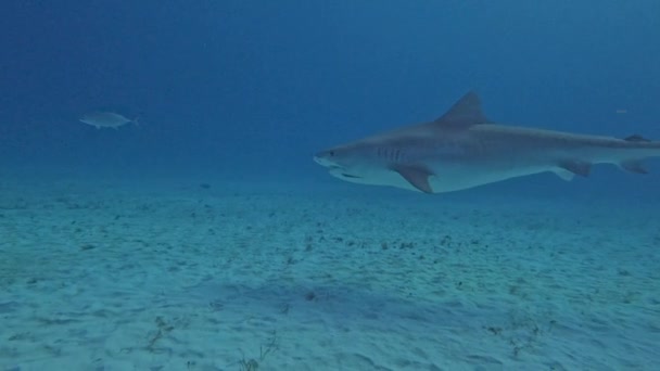 Video Buceadores Interactuando Con Tiburón Tigre Galeocerdo Cuvier Bimini Bahamas — Vídeo de stock
