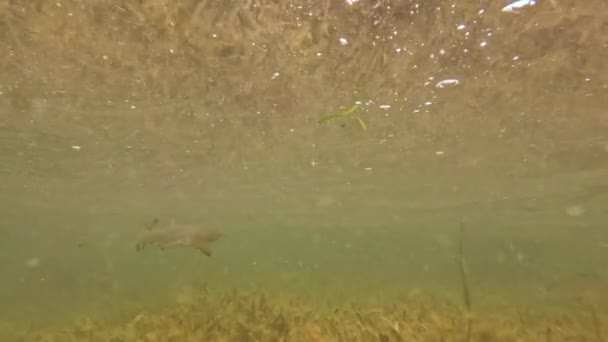 Video Juvenile Lemon Sharks Negaprion Brevirostris Mangroves North Bimini Bahamas — Vídeos de Stock