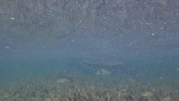 Video Juvenilní Lemon Sharks Negaprion Brevirostris Mangroves Severu Bimini Bahamy — Stock video