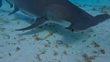 4k video dalgıçlar Büyük Çekiçkafalar (Sphyrna mokarran) ile etkileşim Bimini, Bahamalar