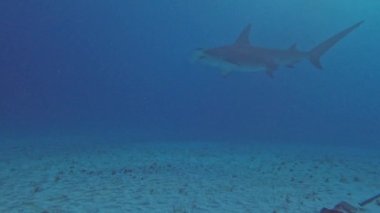 4k video of divers interacting with Great Hammerheads (Sphyrna mokarran) in Bimini, Bahamas