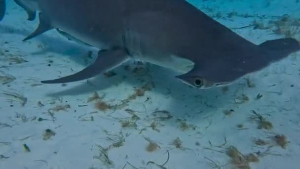 Video Divers Interacting Great Hammerheads Sphyrna Mokarran Bimini Bahamas — Vídeos de Stock