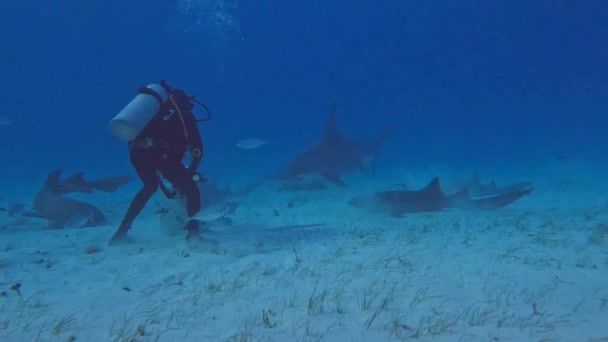 Video Divers Interacting Great Hammerheads Sphyrna Mokarran Bimini Bahamas — 비디오